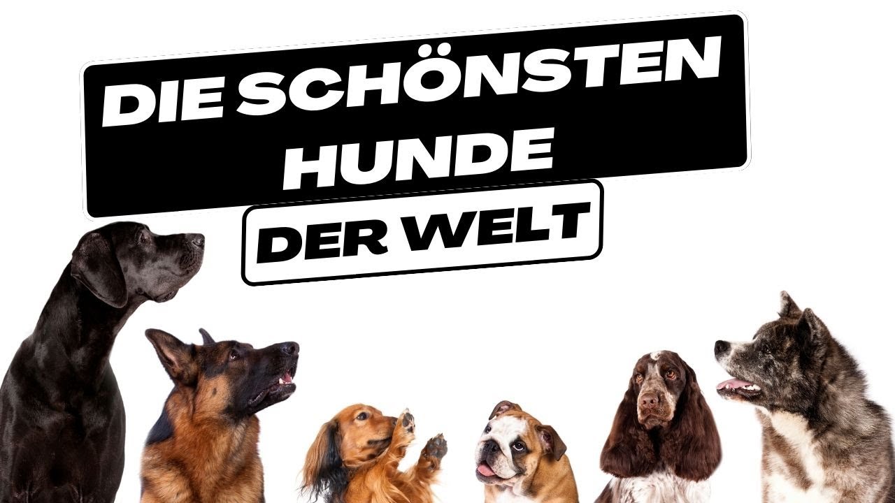 Die 10 Gefährlichsten Hunderassen Der Welt Top Ten der schönest Hunderassen der Welt - YouTube