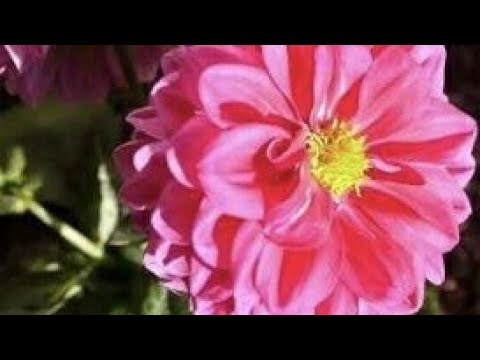 فيديو: الكلوروفيتوم المجعد (25 صورة): العناية بالكلوروفيتوم المجعد في المنزل. طرق تكاثر الزهور. كيف يتم زرعها؟ أمراض محتملة
