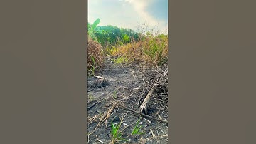 bẫy cút rừng đơn giản