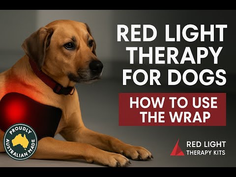 How to use the Red/Infrared Light Therapy Wrap for Dogs