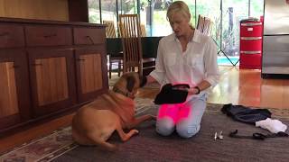 How to use the Red/Infrared Light Therapy Wrap for Dogs