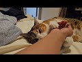 添い寝猫の寝ぐずり