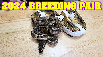 More of what we are PAIRING?  Which ball python breeding pair is your FAVORITE?