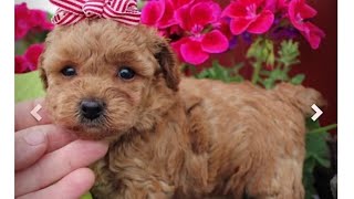 Beware: BBB issues alert after there’s a surge in online pet scam complaints