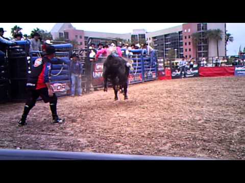 Clackamos & Kolten Hanson mini bucking bull in las...