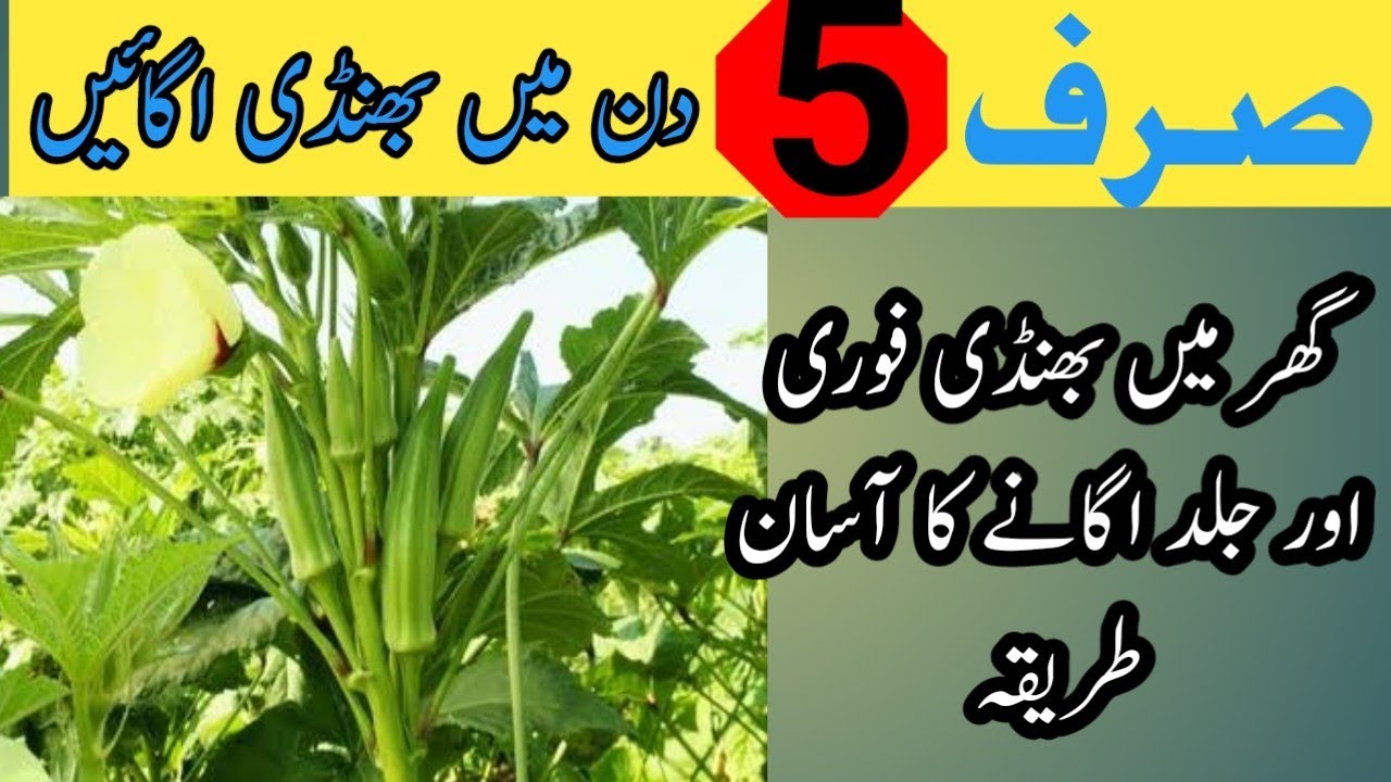 How to Cultivate Okra at Home|Kamra Zamindari|گھر میں بھنڈی فوری طور پر کیسے اگائیں