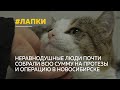 Барнаульский кот, которому отрубили лапы, скоро сможет бегать и прыгать