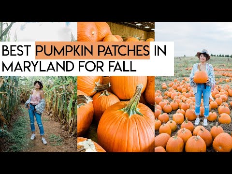 Video: Pumpkin Patches u Marylandu i Sjevernoj Virginiji