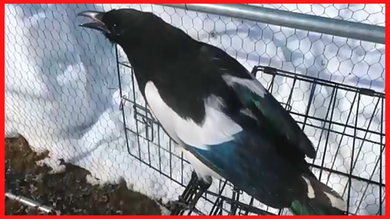 Magpie Interrupts Crow To Get Attention