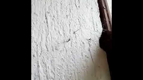 Spider VS Mosquito