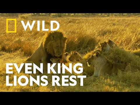 Video Why Even Lions Need Time to Play | Big Cat Planet | National Geographic WILD UK