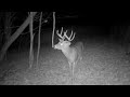 Advanced Whitetail Rut Hunting and Habitat Strategies