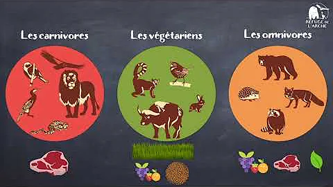 Quels sont les régimes alimentaires des animaux ?