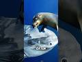 Why This Fish Doesn’t Even Try to Escape
