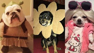 SUPER FUNNY AND CUTE DOGS VIDEO COMPILATION 🐶❤️ | Funny Pets by Funny Pets 2,076 views 2 years ago 7 minutes, 54 seconds
