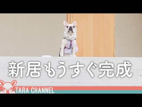 完成間近の新居で嬉しくなっちゃうフレブルが可愛いすぎるｗ【犬と暮らす家づくり】