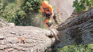 Arborist Oak Dismantle - Timelapse