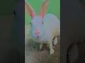 #comedy #funny #memes #duet #viralvideo #labradorr #cute