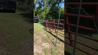 Bison Jumps over Cattle Panel Fence Effortlessly