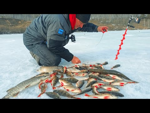 видео: ТАКОЙ РАЗДАЧИ ЖДАЛ ВСЮ ЗИМУ!!! ЛУЧШАЯ РЫБАЛКА ПО ПОСЛЕДНЕМУ ЛЬДУ!!!