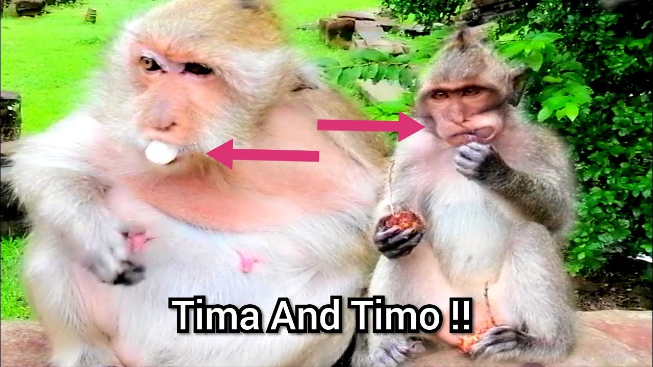 Alpha Female Monkey Tima!, Tima And Timo Very Thanks For Extra Some Food, Pretty Tima Cry Cos Hungry
