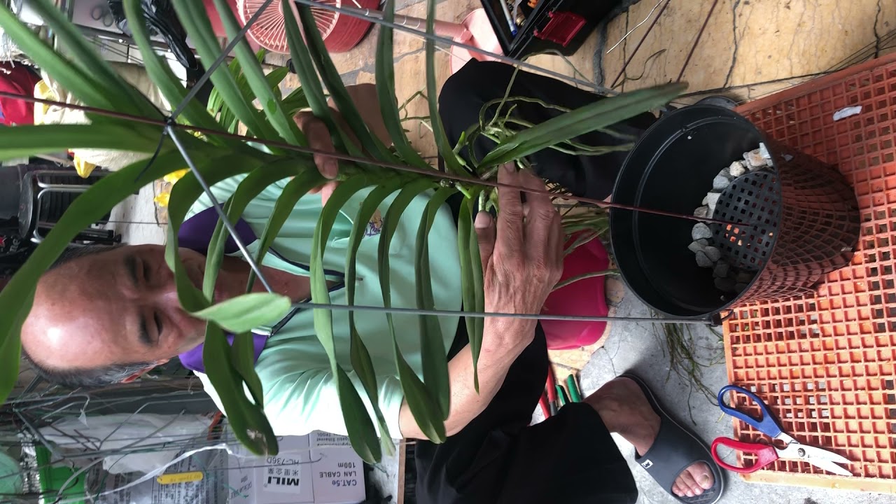 四倍體蘭園 鍾鳳謨 萬代蘭種植大公開