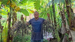 COLHEMOS AÇAÍ NA ROÇA DO NORDESTE UMA CULTURA DA AMAZÔNIA 