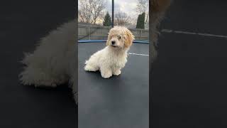 funny videos of my dogs #shorts