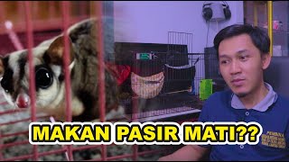 SUGAR GLIDER MAKAN PASIR WANGI? Bahaya!!