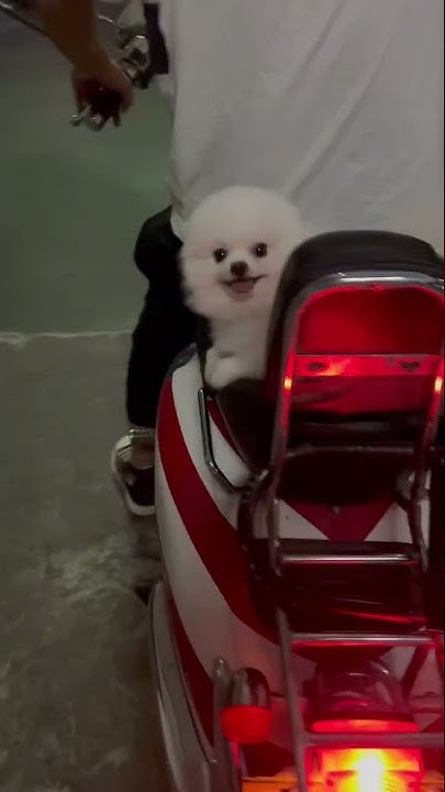 my-dog-loves-my-boyfriend-more-than-me-youtube