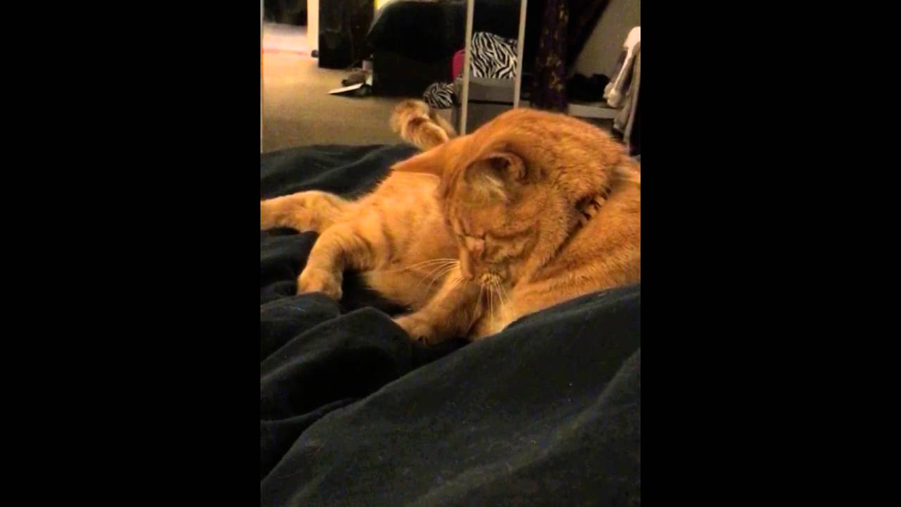 Cat Attacks Feet YouTube