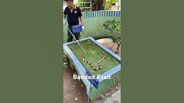 Identifying venomous snakes - phân biệt các loài rắn độc P1 #youtubeshorts #shorts #snake