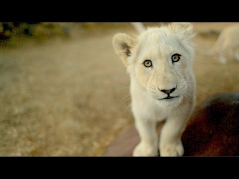 Watch two baby lions and rhinos on an epic journey