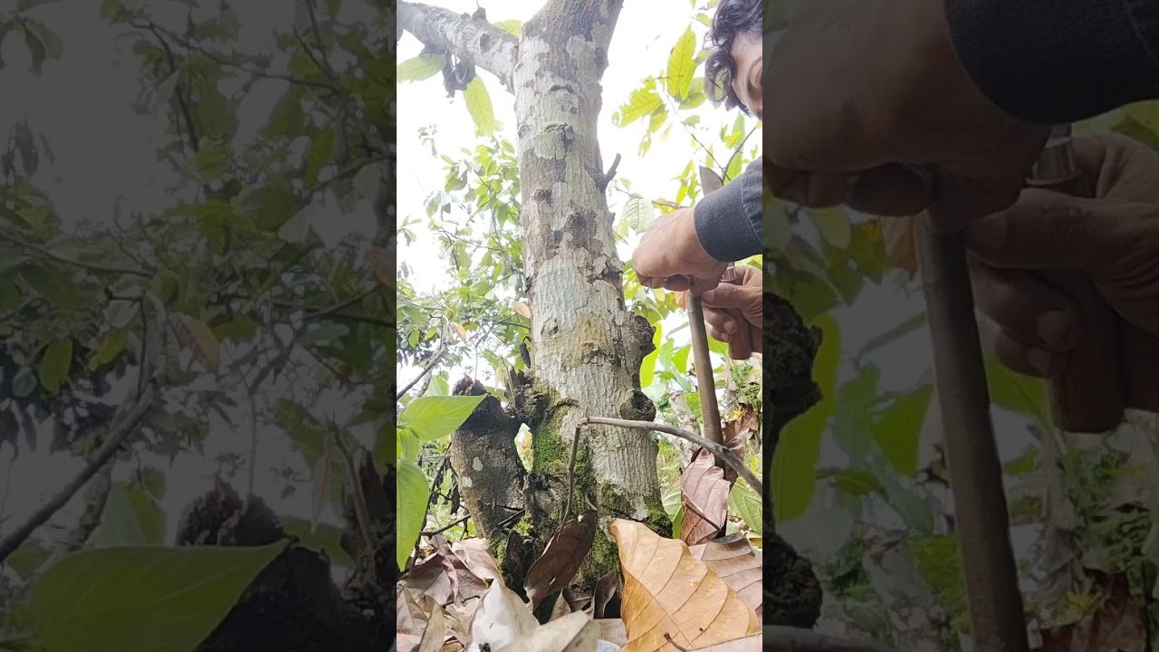 Cara sambung sisip tempel cupon