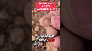 Fossil and Agate Wonderland: Payson’s Hidden Treasures!