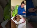 Parrot Comedy Gone Wild – Cat & Dog Can’t Stop Reacting 😂