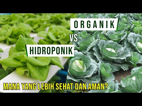 PERBEDAAN TANAMAN HIDROPONIK DAN ORGANIK, MANA YANG LEBIH SEHAT DAN AMAN?