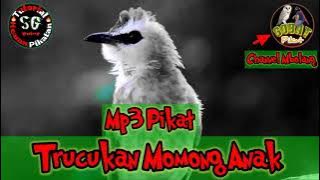 Suara Pikat Burung Trucukan Jernih,Mantap,Burung Trucukan  Momong Anak