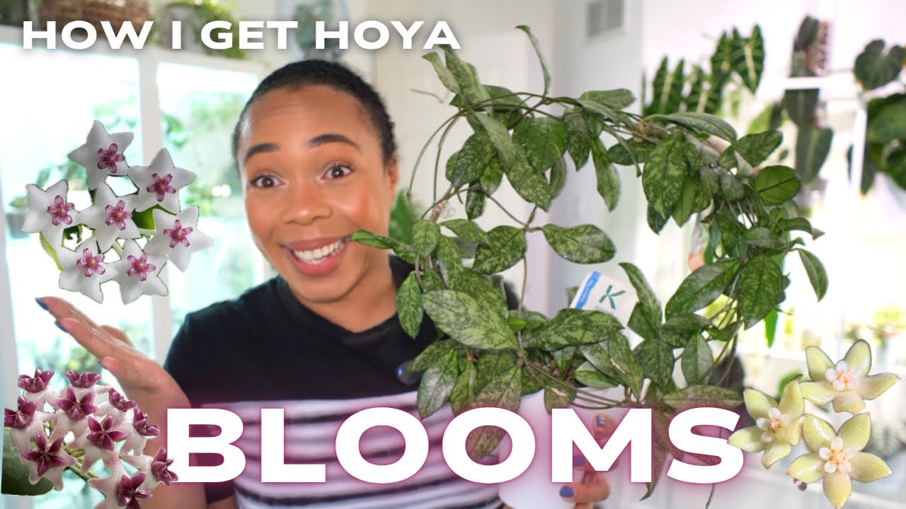 🌸My Hoya Finally Bloomed!🌼Here's What Worked 💡
