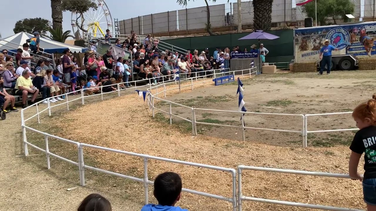 Racing pig at Ventura County Fair 2024 CA part 1