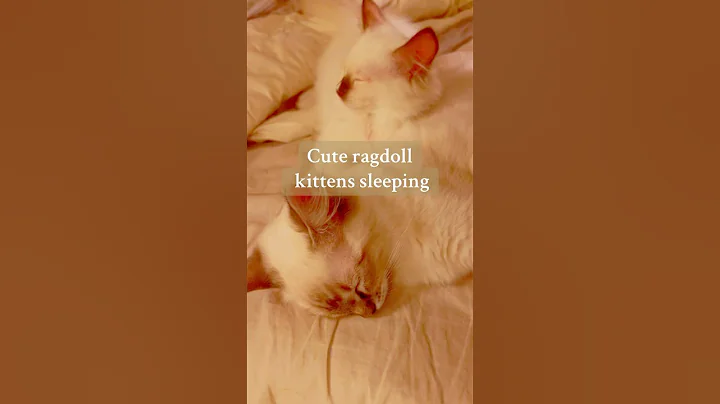 Watch the video about Two Fluffy Ragdoll Kittens Sleeping Like Angels 😻#cat #ragdoll #kitten #cute #viral #foryou #aww