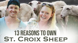 The Best Hair Sheep for a Small Farm Homestead | St Croix Sheep