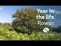 A year in the life of a rowan tree  woodland trust