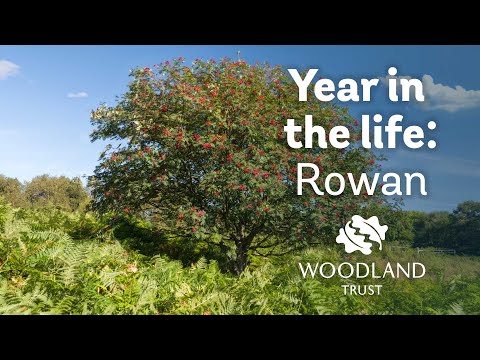 Vídeo: Rowan tree: descripció i foto