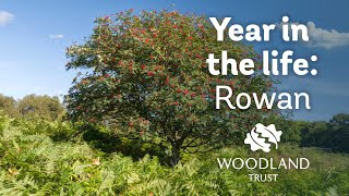 A Year in the Life of a Rowan Tree | Woodland Trust