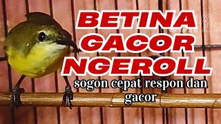 Suara Sogon Betina Ngerol Gacor   Best Female Sunbird Mating Call for Masteran