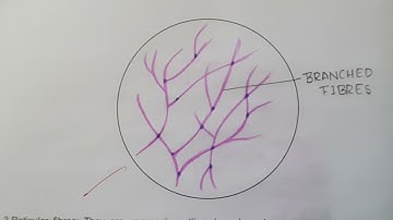 ELASTIC FIBERS