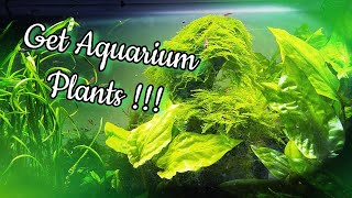 MUST WATCH before getting AQUARIUM PLANTS !!!