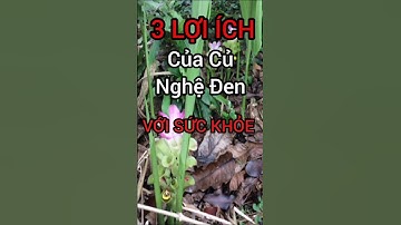 3 Lợi Ích Bất Ngờ Của Củ Nghệ Đen Có Thể Bạn Chưa Biết