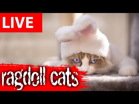 Ragdoll Cats Live Stream From London's Cattery!
